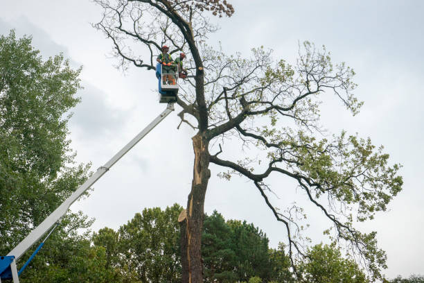 Old Forge, PA Tree Care Company