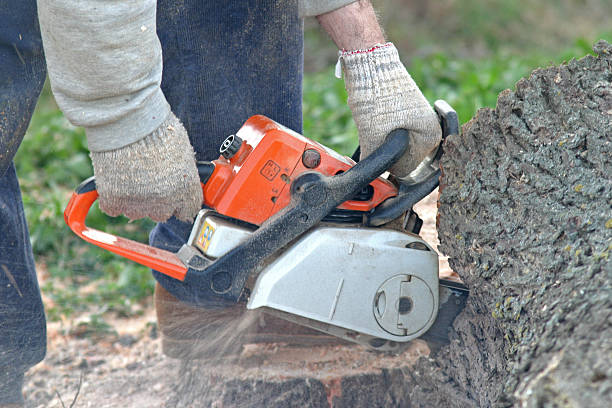 Best Leaf Removal  in Old Forge, PA